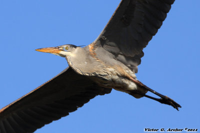 Great Blue Heron (Ardea herodias) (0675)