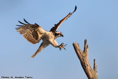 Osprey (Pandion haliaetus) (0828)