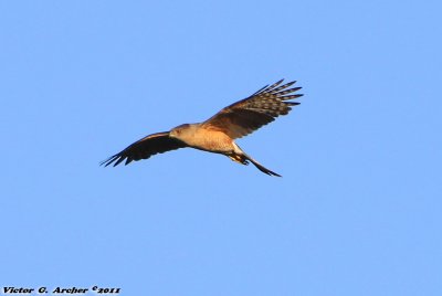 Sharp-shinned Hawk (Accipiter striatus) (0897)