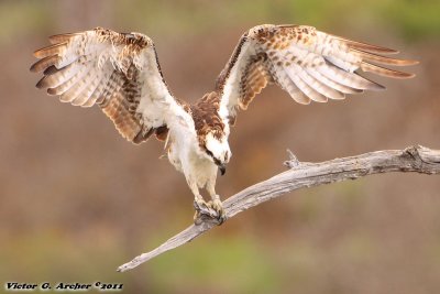 Osprey (Pandion haliaetus) (8724)