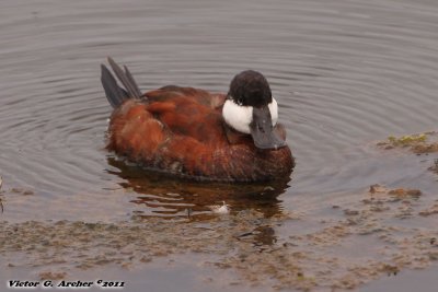 Ruddy Duck (Oxyura jamaicensis) (8744)