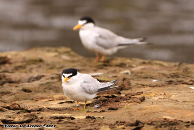 Least Tern (Sternula antillarum) (8793)