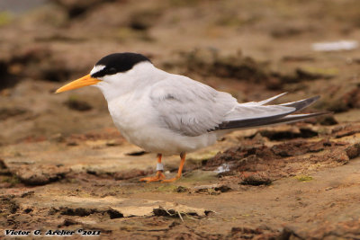 Least Tern (Sternula antillarum) (8809)