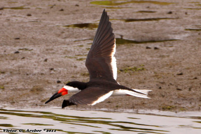 Black Skimmer (Rynchops niger) (8884)