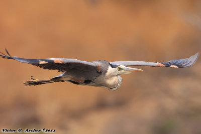 Great Blue Heron (Ardea herodias) (8928)