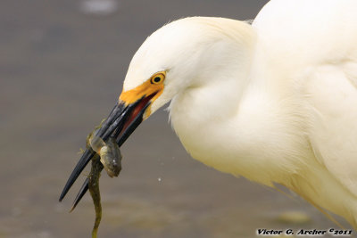 Snowy Egret (Egretta thula) (8976)