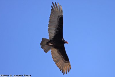 Turkey Vulture (Cathartes aura) (3862)