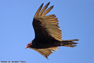 Turkey Vulture (Cathartes aura) (3913)
