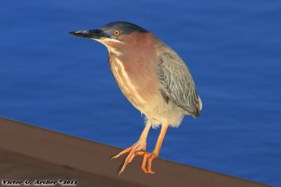 Green Heron (Butorides virescens) (9683)