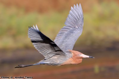 Reddish Egret (Egretta rufescens) (9550)