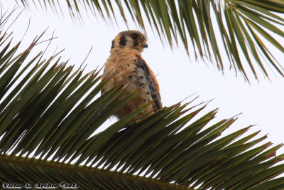 American Kestrel (Falco sparverius) (4690)