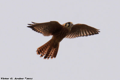 American Kestrel (Falco sparverius) (4730)