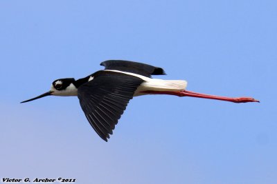 Black-Necked Stilt (Himantopus mexicanus) (4869)