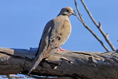 Mourning Dove (Zenaida macroura) (0617)