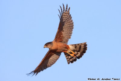 Sharp-shinned Hawk (Accipiter striatus) (5062)