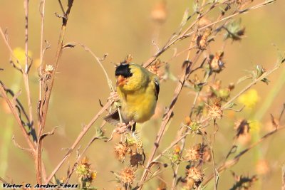 American Goldfinch (Carduelis tristis) (5080)