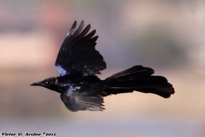 Great-Tailed Grackle (Quiscalus mexicanus) (5369)
