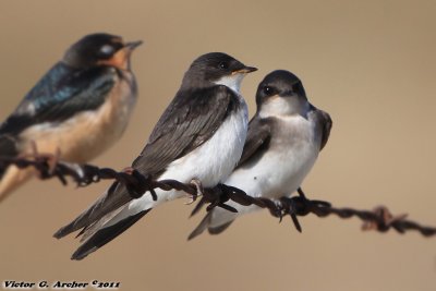 Bank Swallow (Riparia riparia) (5534)