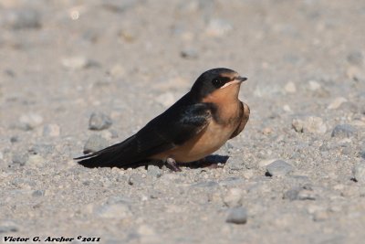 Barn Swallow (Hirundo rustica) (5470)