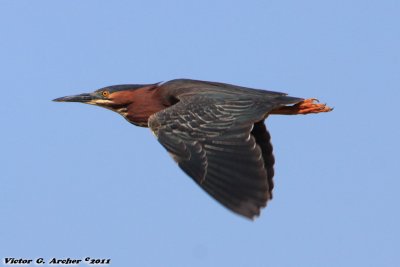 Green Heron (Butorides virescens) (5724)