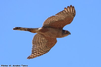 Sharp-shinned Hawk (Accipiter striatus) (5754)
