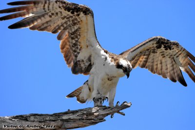 Osprey (Pandion haliaetus) (6173)