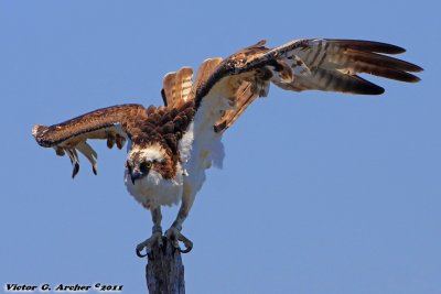 Osprey (Pandion haliaetus) (6239)