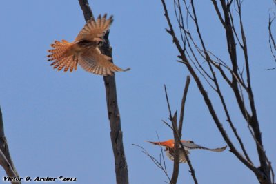 American Kestrel (Falco sparverius) (5901)