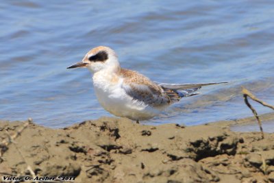 Juvenal Forster's Tern (Sterna forsteri) (6283)