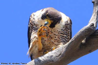 Peregrine Falcon (Falco peregrinus) (9908)