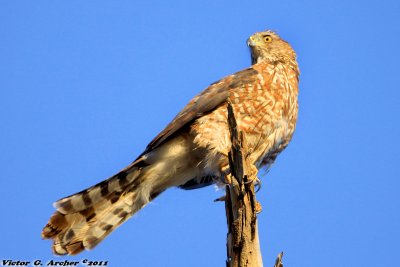 Cooper's Hawk (Accipiter cooperii) (0301)