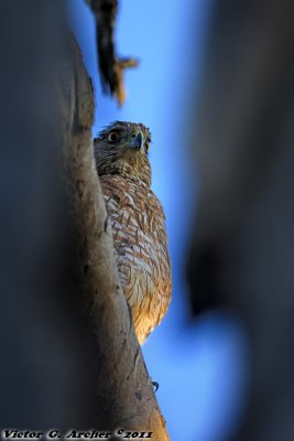 Cooper's Hawk (Accipiter cooperii) (0258)