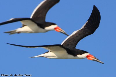 Black Skimmer (Rynchops niger) (9350)