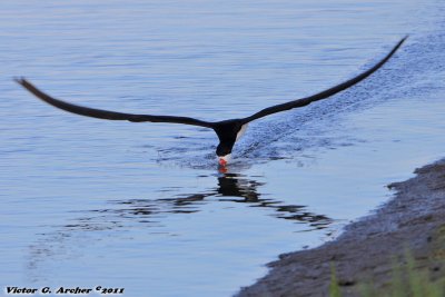 Black Skimmer (Rynchops niger) (9733)