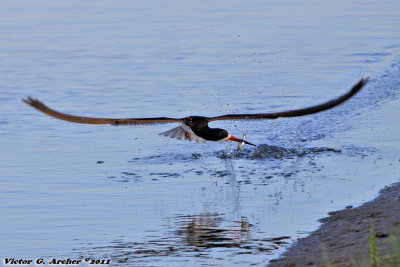 Black Skimmer (Rynchops niger) (9735)