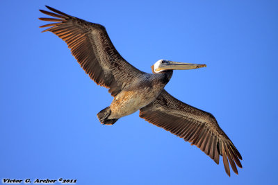 Brown Pelican (Pelecanus occidentalis) (9516)