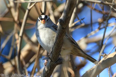 White-crowned Sparrow (Zonotrichia leucophrys) (2936)