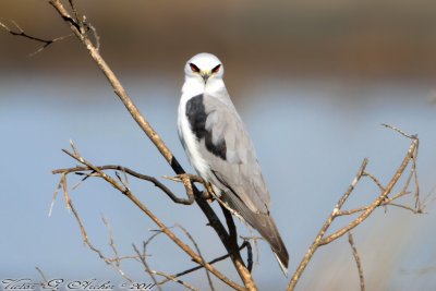 White-tailed Kite (Elanus leucurus) (2409)