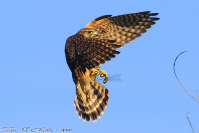Merlin (Falco columbarius) (3654)