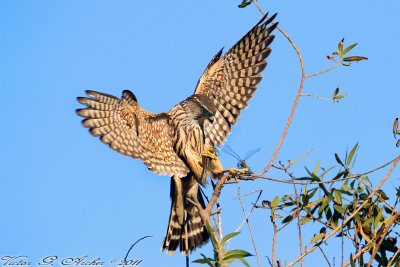 Merlin (Falco columbarius) (3656)
