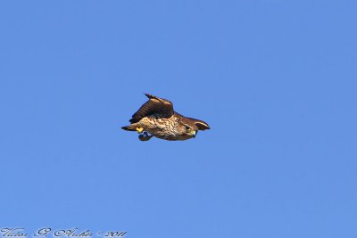 Merlin (Falco columbarius) (3703)