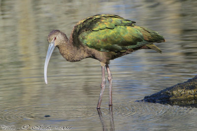 White-faced Ibis (Plegadis chihi) (4287)