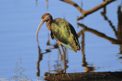 White-faced Ibis (Plegadis chihi) (4607)