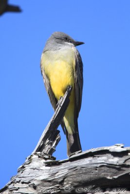 Western Kingbird (Tyrannus verticalis) (4533)