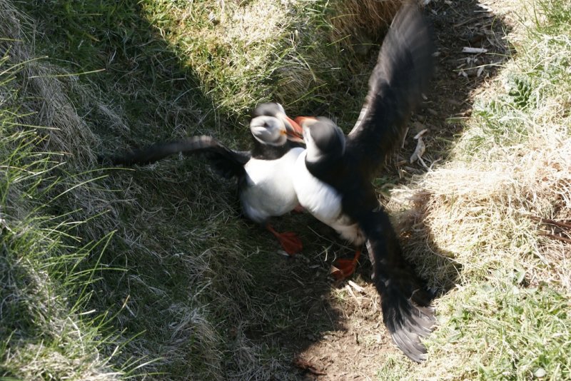 Fighting puffins