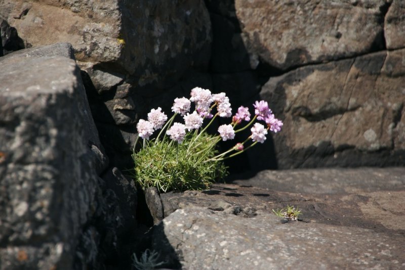 Isle of Staffa