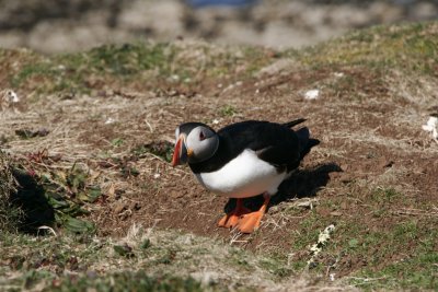Puffin