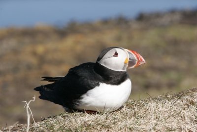 Puffin