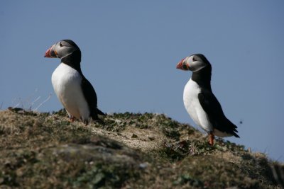 Two puffins