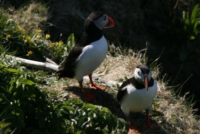 Two puffins